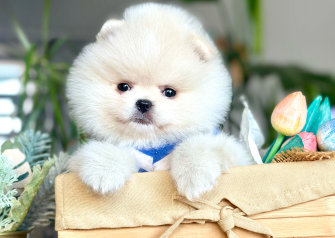 Pomeranian Boo Ayı Surat Yavrularımız